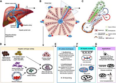 Human Three-Dimensional Hepatic Models: Cell Type Variety and Corresponding Applications